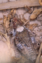 Orthoptera