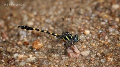 Paragomphus capricornis
