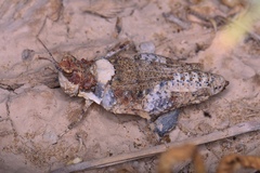 Orthoptera