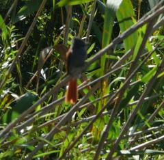 Terpsiphone viridis granti