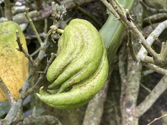 Citrus medica sarcodactylis