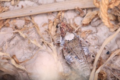 Orthoptera