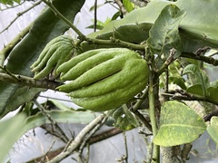 Citrus medica sarcodactylis
