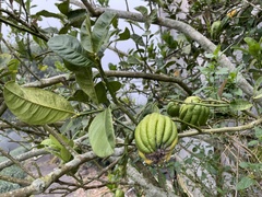 Citrus medica sarcodactylis