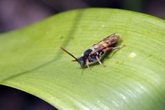 Nomada goodeniana