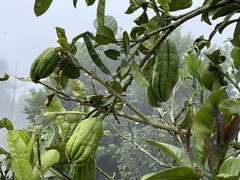 Citrus medica sarcodactylis