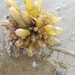 photo of Sea Sacks (Halosaccion glandiforme)