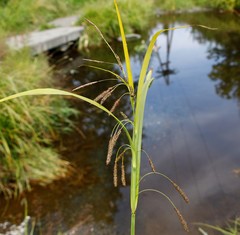 Carex tuminensis