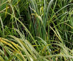 Carex tuminensis