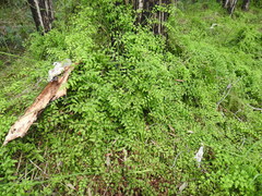 Lygodium microphyllum