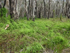 Lygodium microphyllum