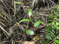Persicaria dichotoma