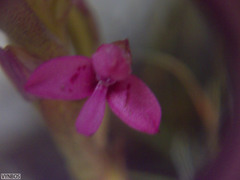 Disa vaginata