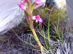 Disa vaginata