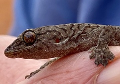 Gehyra variegata
