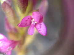 Disa vaginata