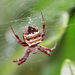 Doilie Orb-web Spider - Photo (c) magriet b, some rights reserved (CC BY-SA), uploaded by magriet b