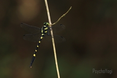 Macrogomphus kerri