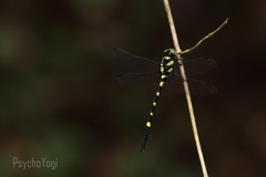 Macrogomphus kerri