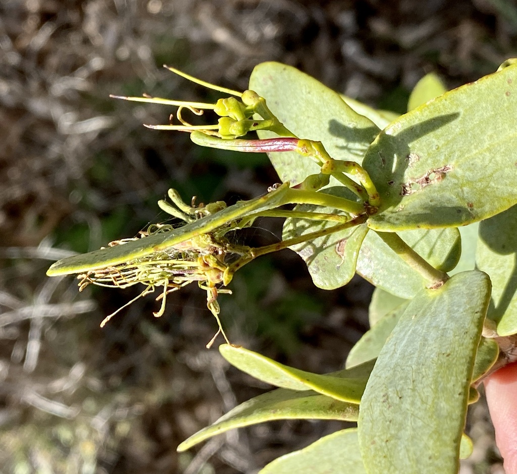 Twin-leaf Mistletoe