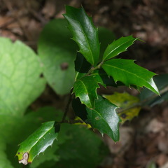 Ilex colchica