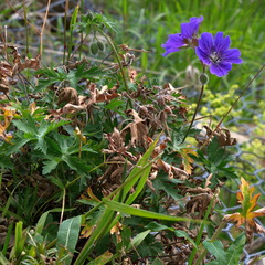 Geranium gymnocaulon