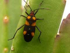 Oncopeltus famelicus