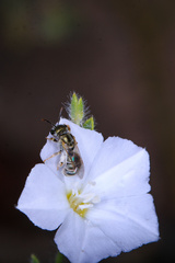 Seladonia