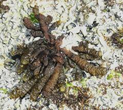 Splachnidium rugosum