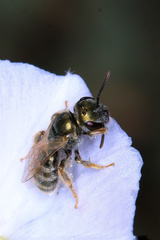Seladonia
