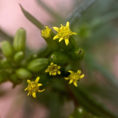 Senecio glossanthus