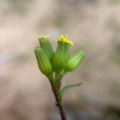 Senecio glossanthus