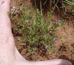 Polygala gerrardii