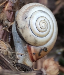 Monacha cartusiana