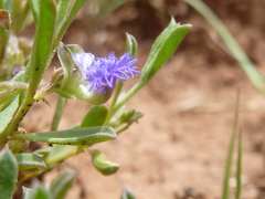 Polygala gerrardii