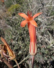 Tylecodon grandiflorus