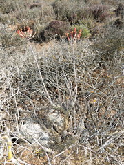 Tylecodon grandiflorus