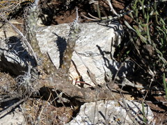 Tylecodon grandiflorus