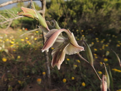 Gladiolus orchidiflorus