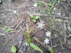 Stellaria palustris