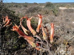 Tylecodon grandiflorus