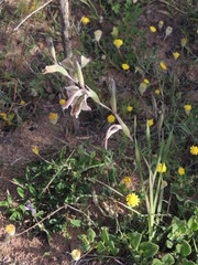 Gladiolus orchidiflorus