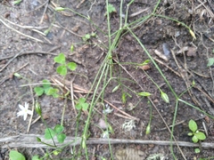 Stellaria palustris