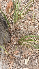 Dianella brevipedunculata