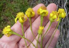 Senecio inornatus