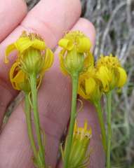 Senecio inornatus