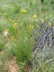 Senecio inornatus
