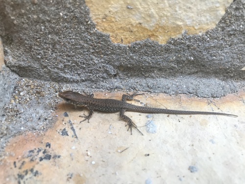 Blue-throated Keeled Lizard, photo 7 of 8
