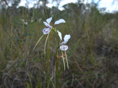 Diuris alba