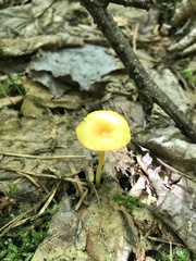 Gloioxanthomyces nitidus